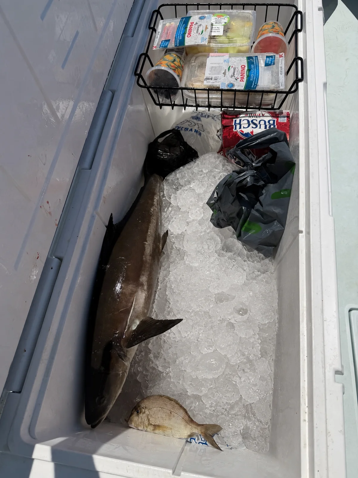 A cobia and a smaller snapper on ice in the cooler