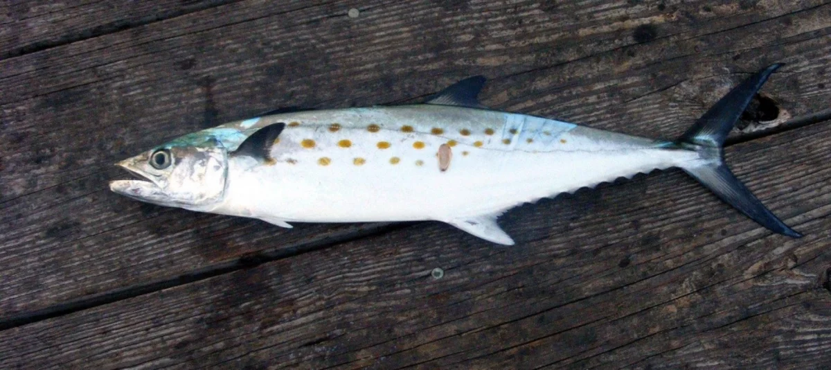 Near-Shore Trolling for Spanish Mackerel: The Clarkspoon Kit