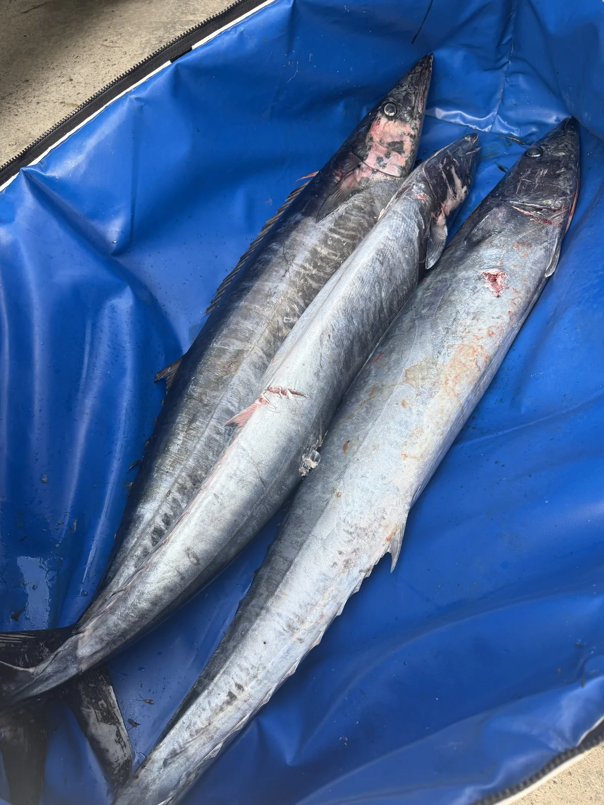 Three wahoo laid out after the trip, all solid fish
